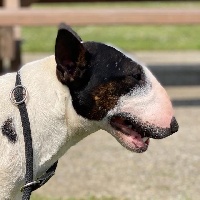 Étalon Bull Terrier Miniature - Panama Du Val De Serbonnes