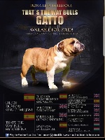 Étalon Bulldog Anglais - that's the way bull Gatto