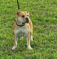 Étalon Bulldog continental - Ozzy Du Verger Des Baroudeuses