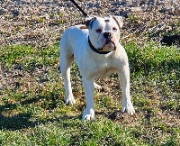 Étalon Bulldog continental - Peppa du val de gloire