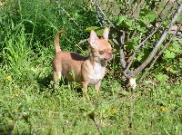 Étalon Chihuahua - Reine Du Jardin De Saphirs