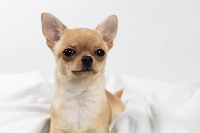 Étalon Chihuahua - CH. Rien que ravage des contes de Varmos