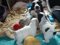 Étalon Cocker Spaniel Anglais - Ops Du taillis du houx