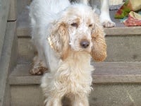 Étalon Cocker Spaniel Anglais - Orée dite mimi Du taillis du houx