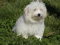 Étalon Coton de Tulear - Popsye oxebo