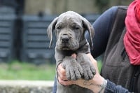 Étalon Dogue allemand - Schweppes Des Iles Aux Falaises