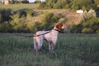 Étalon Epagneul Breton - Lana de Montfalco
