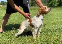 Étalon Epagneul Breton - Philo (Sans Affixe)