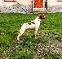 Étalon Epagneul Breton - Pelè (Sans Affixe)