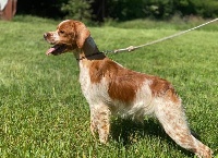 Étalon Epagneul Breton - Poker (Sans Affixe)