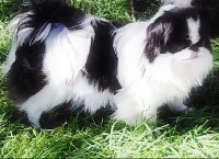 Étalon Epagneul Japonais - Reverantia du Dieu de la Lumiere