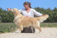 Étalon Golden Retriever - CH. Butterfl 'highland Ouech ouech