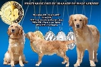 Étalon Golden Retriever - Pesetas de oro Du mazage de mascayenne