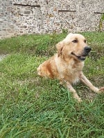 Étalon Golden Retriever - Neissa Du Domaine des Fleurs de Théa