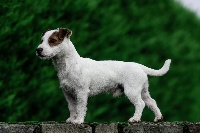 Étalon Jack Russell Terrier - CH. Punch des coteaux du lambon
