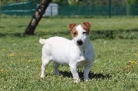 Étalon Jack Russell Terrier - Maeva des Diamants Verts