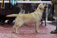 Étalon Labrador Retriever - Special pretty farmina labando