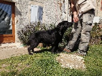 Étalon Labrador Retriever - Pearl black de la hêtraie pourpre