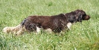 Étalon Petit Epagneul de Münster - Patox Vom Feder Maler