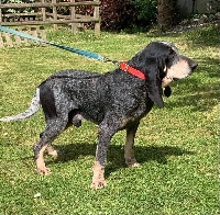 Étalon Petit bleu de Gascogne - Lander de la vallée du ribaudou