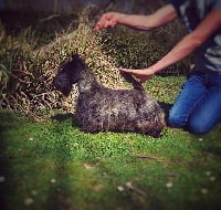 Étalon Scottish Terrier - CH. Gabéric's Russian roulette