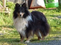 Étalon Shetland Sheepdog - Jane fonda Des Cerberes De L'isaac