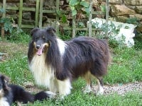 Étalon Shetland Sheepdog - Little Des Doudous De La Grave