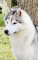 Étalon Siberian Husky - Ready to win of nashkaia