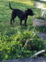 Étalon Staffordshire Bull Terrier - Good Dog Stafford Rosie