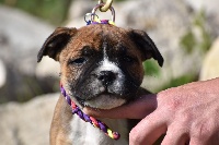 Étalon Staffordshire Bull Terrier - Sweet child o mine Royaume Du Nanny Dog