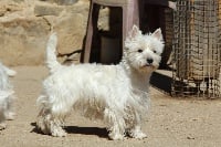 Étalon West Highland White Terrier - Patsy De la paix retrouvee