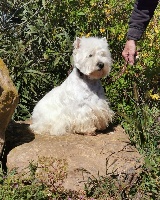 Étalon West Highland White Terrier - Meia du royaume de sky