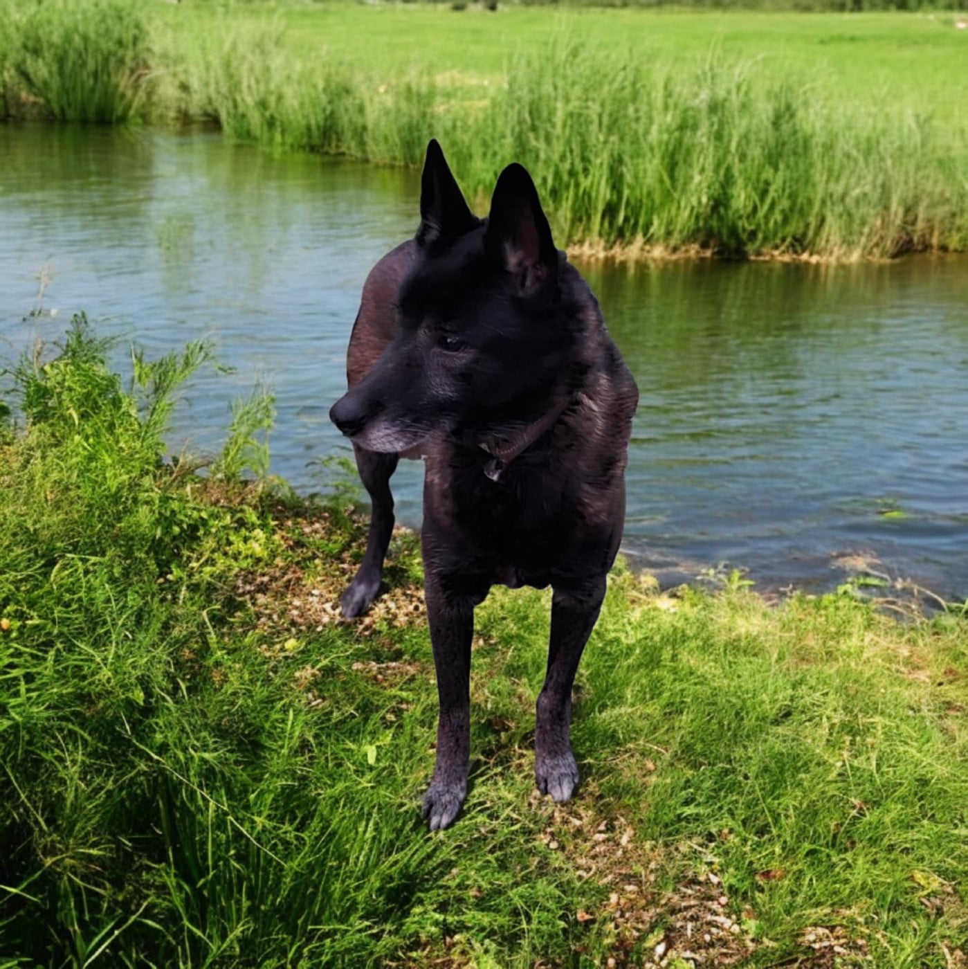 Junior De La Forêt De L'espérance