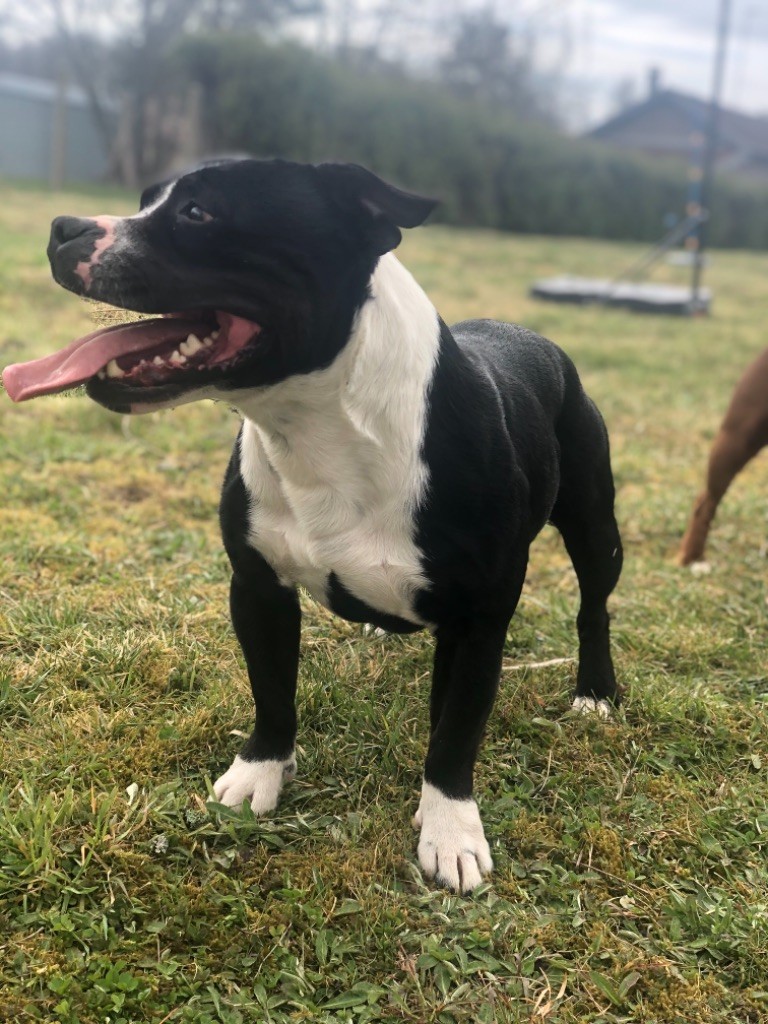 Publication : (Sans Affixe) Auteur : Gomes Toma