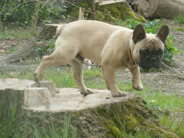 Rantanplan de Montagrimo