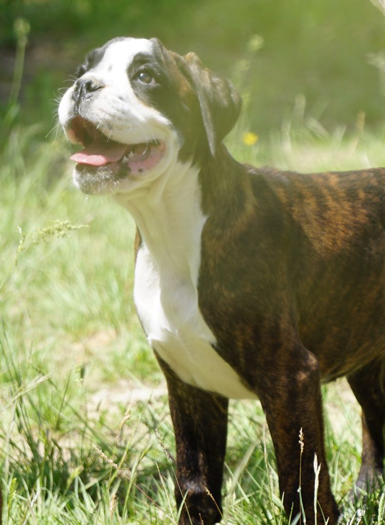 Publication : Des Belles Truffes Auteur : ELEVAGE DES BELLES TRUFFES