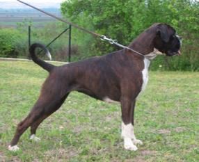 Emotion sue von khanbalic