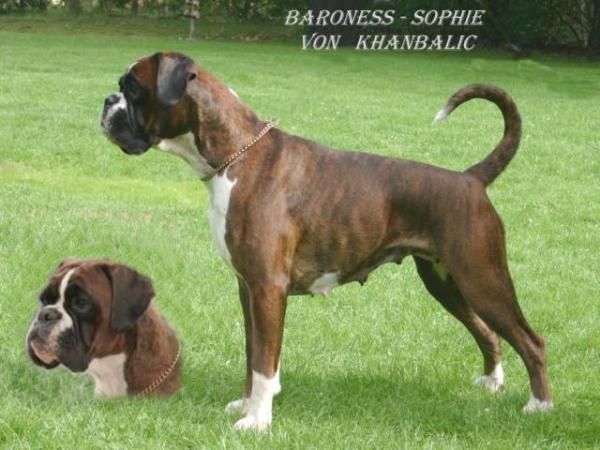 Baroness sophie von khanbalic