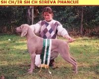 TR. CH. Sireva Phancue