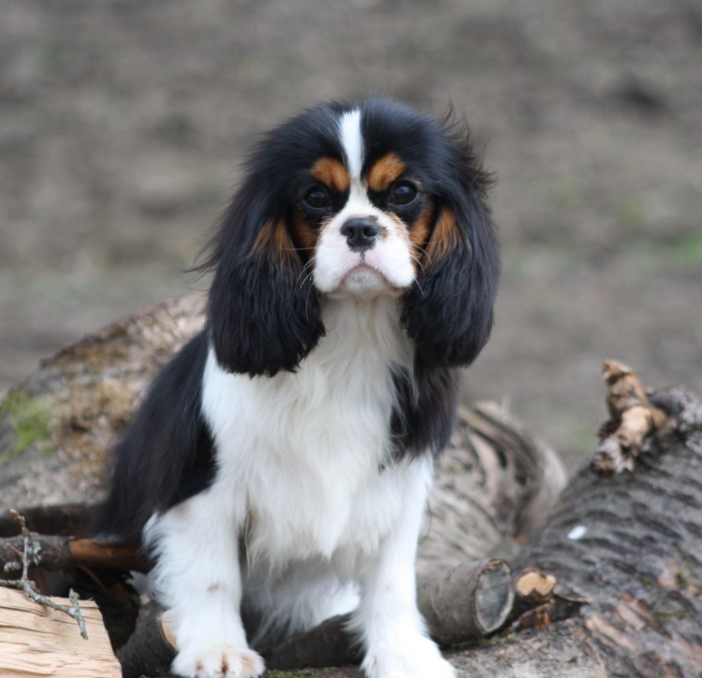  Auteur : Bernard Laurence