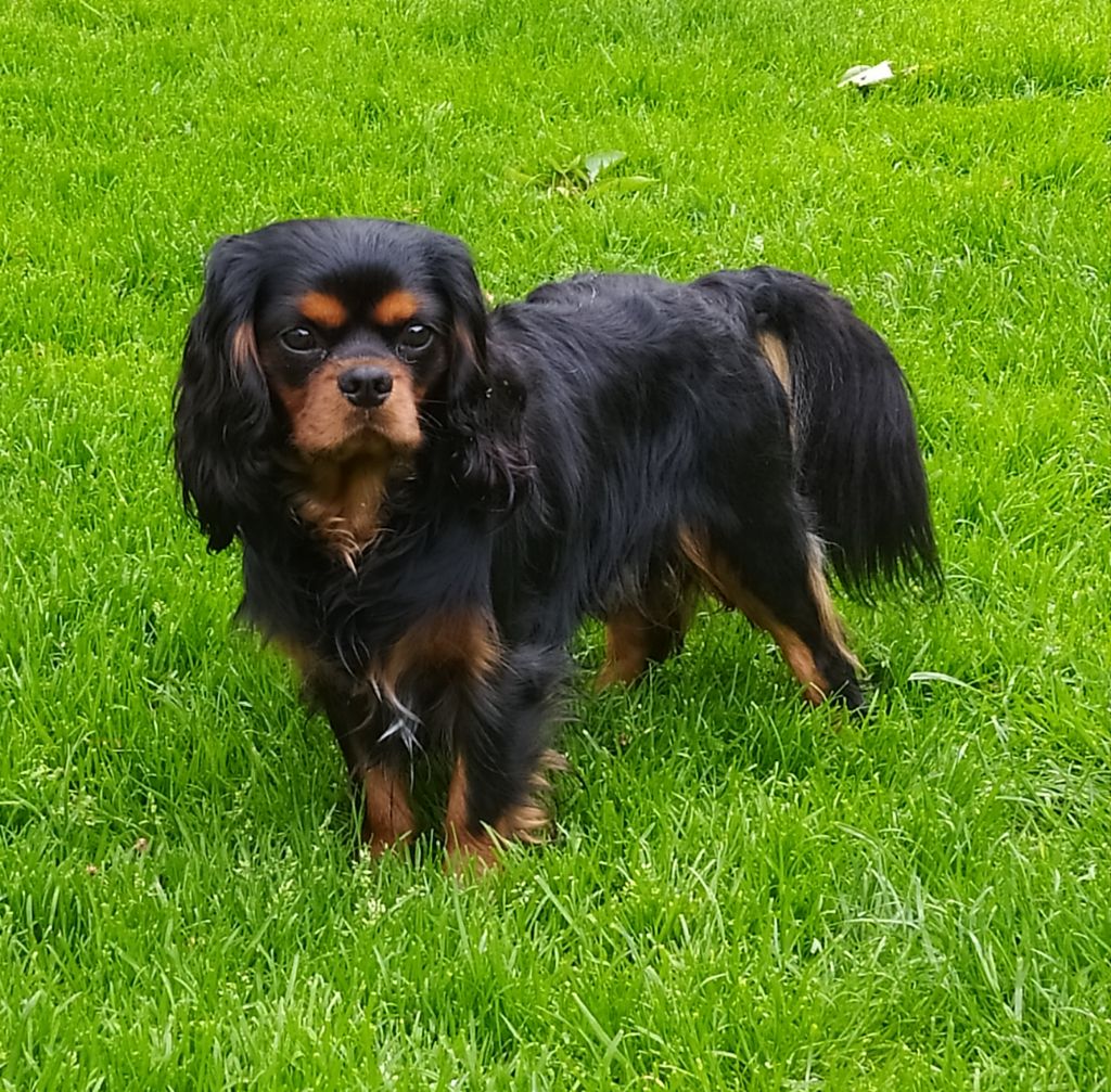 Publication : de Tahuva 