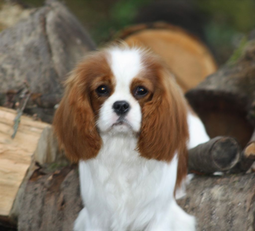  Auteur : Bernard Laurence