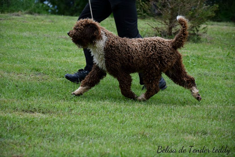 Belisa de tender teddy