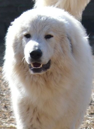 Publication : From Pyrlandia