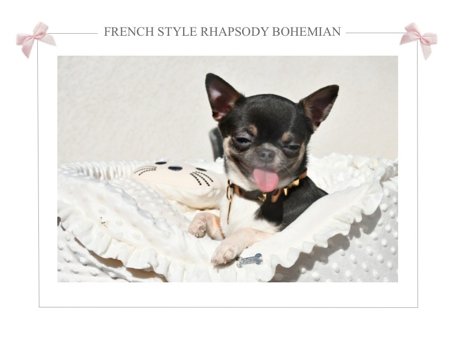 Publication : de l'Eden des Petits Monarques 