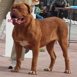 Yuventa fertillis so lyaris (Sans Affixe)