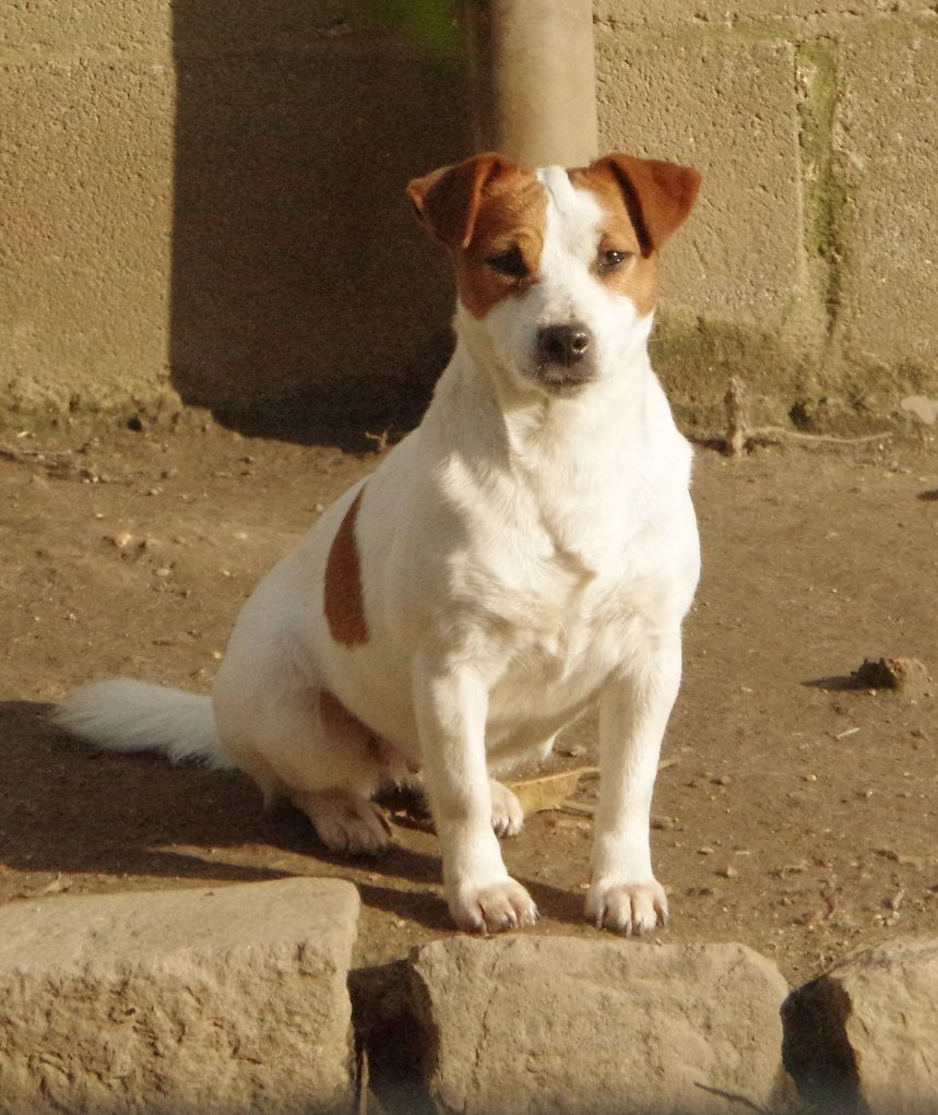 Publication : du pont du riot d'Esnes Auteur : dupont