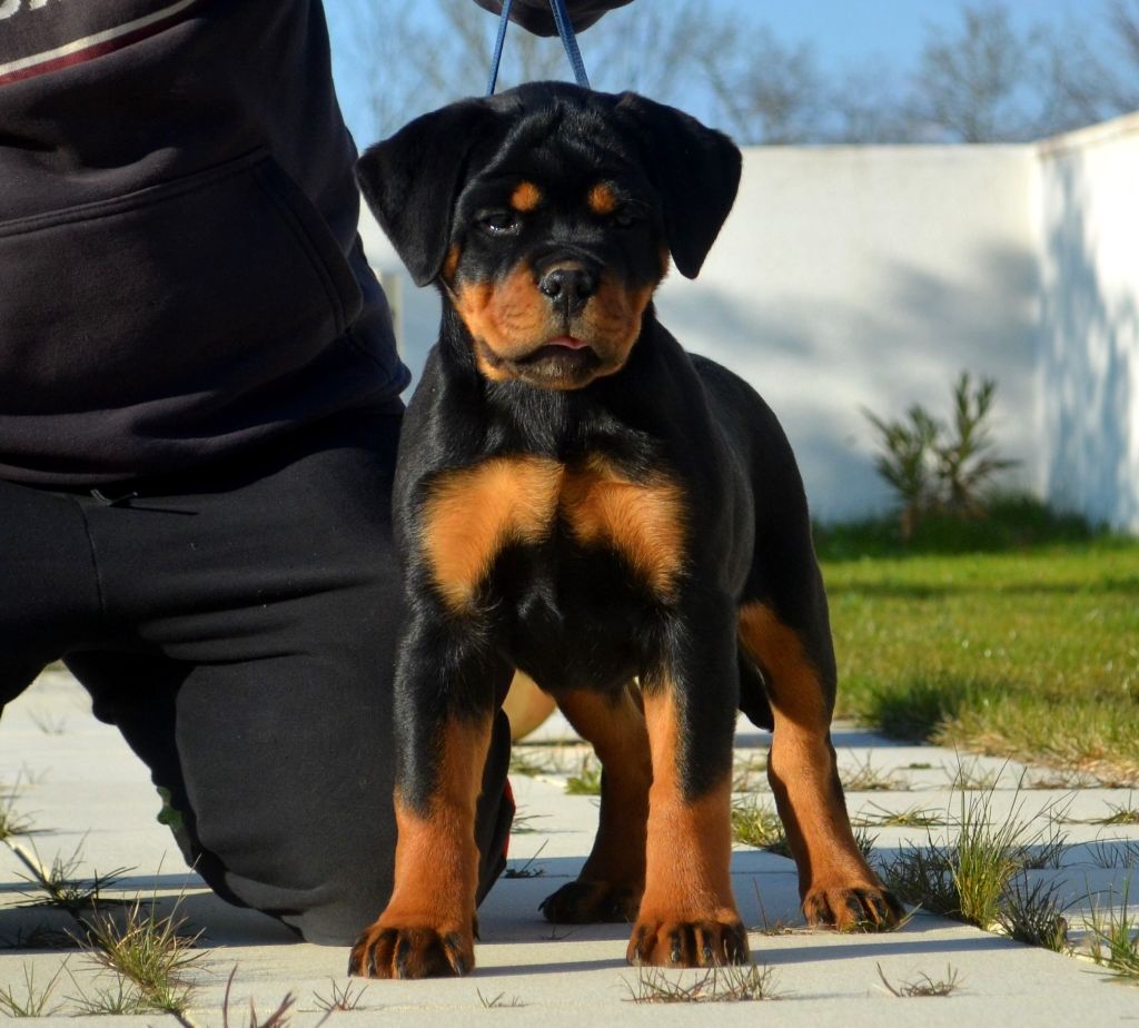 Publication : Des Gardiens De La Veaussardière Auteur : Aumar Jacques