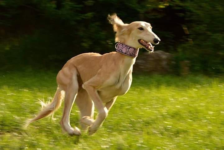 Publication : Mad Attitude Auteur : Christian Poyart