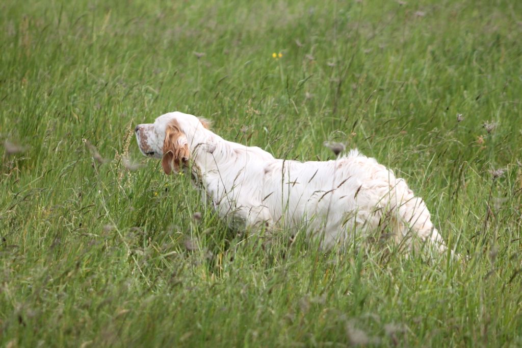 Publication : Du Trefle Bleu 